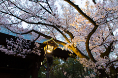 九段の桜