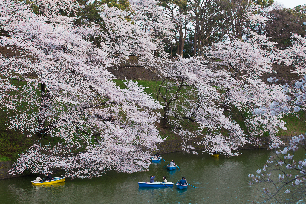 千鳥ヶ淵の宴