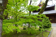 新緑の寺院