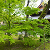 新緑の寺院