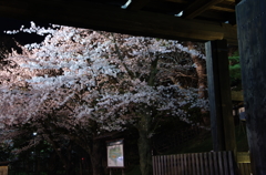 潜桜