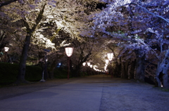 桜のトンネル