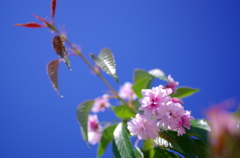 菊枝垂れ２