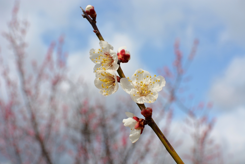 梅の花