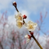 梅の花