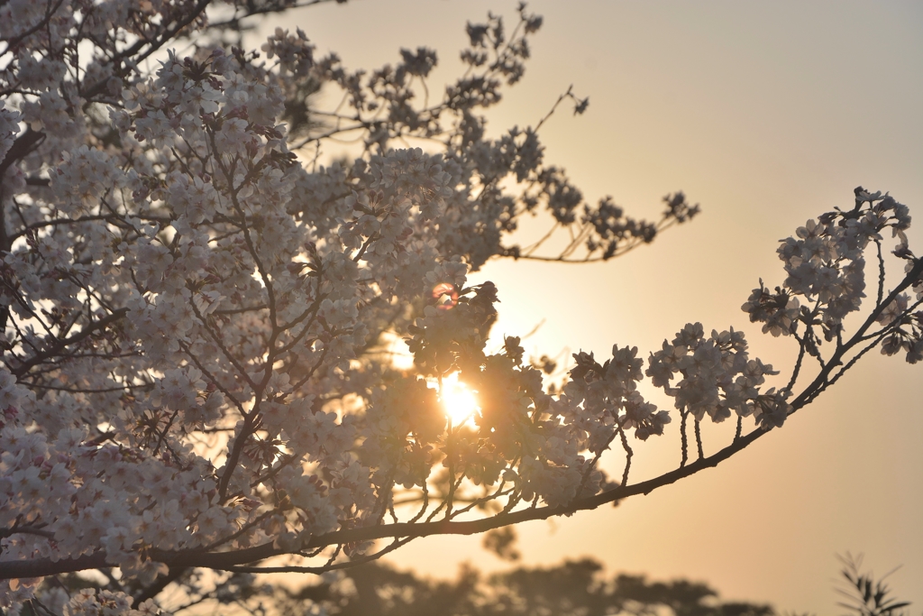 夙川の桜 (3)