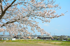 おの桜づつみ回廊 (1)