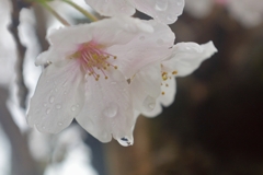 雨の日の桜 (2)