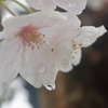 雨の日の桜 (2)