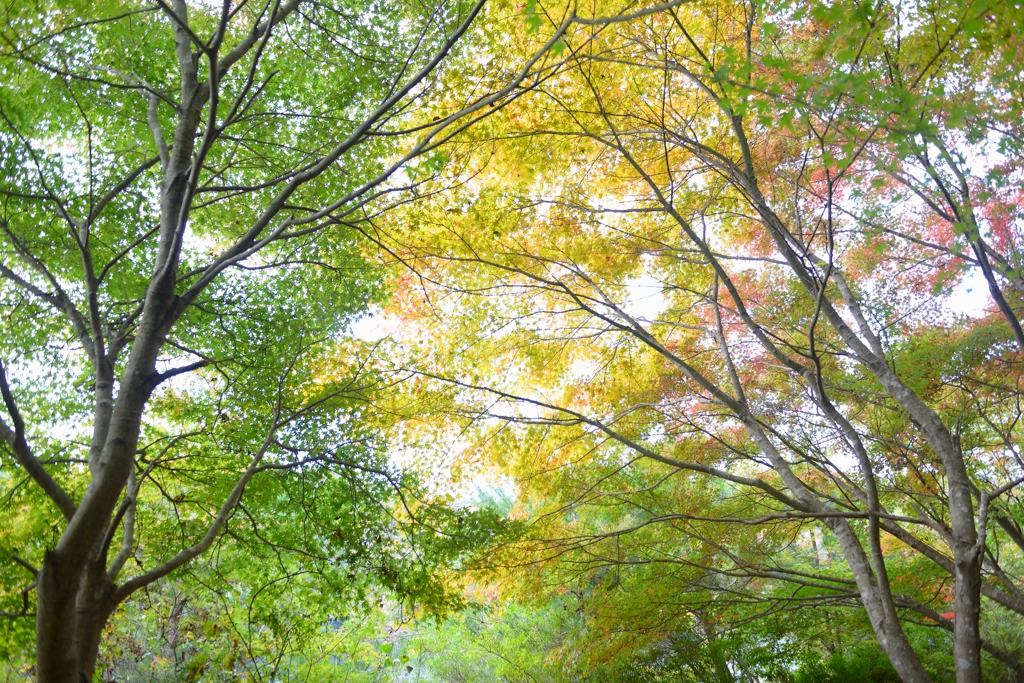 母子大池2025秋 (2)