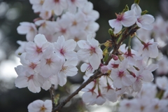 夙川の桜 (2)