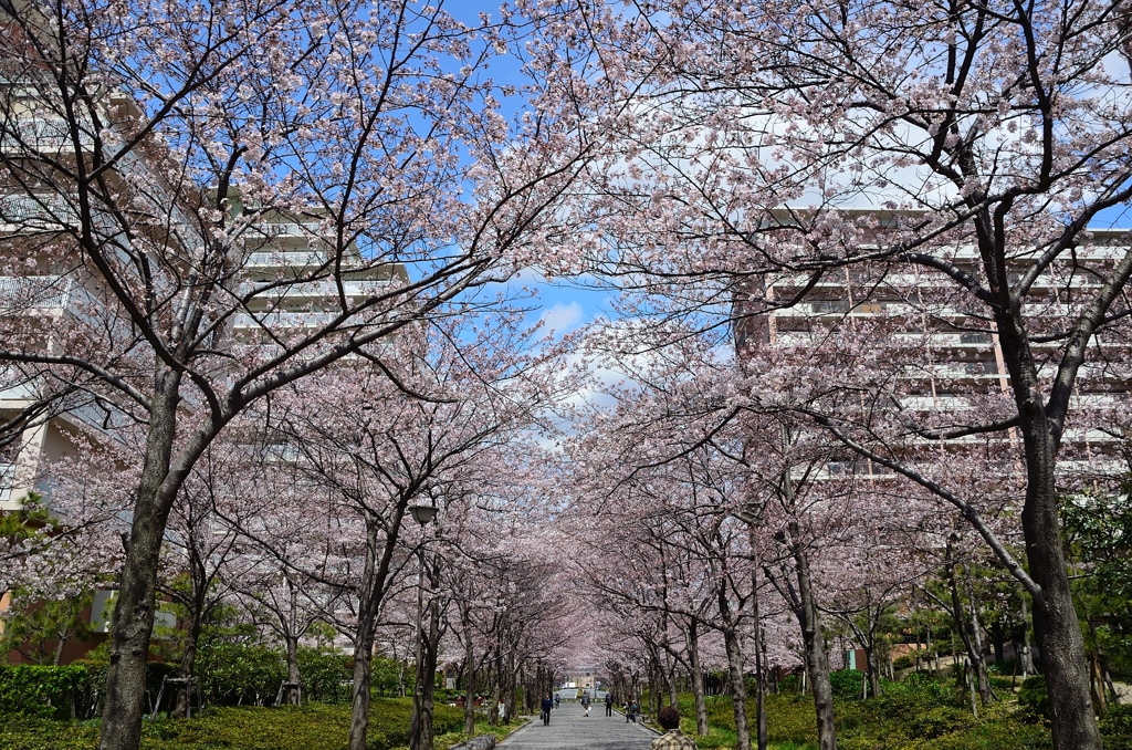 西宮の桜並木2016 (3)