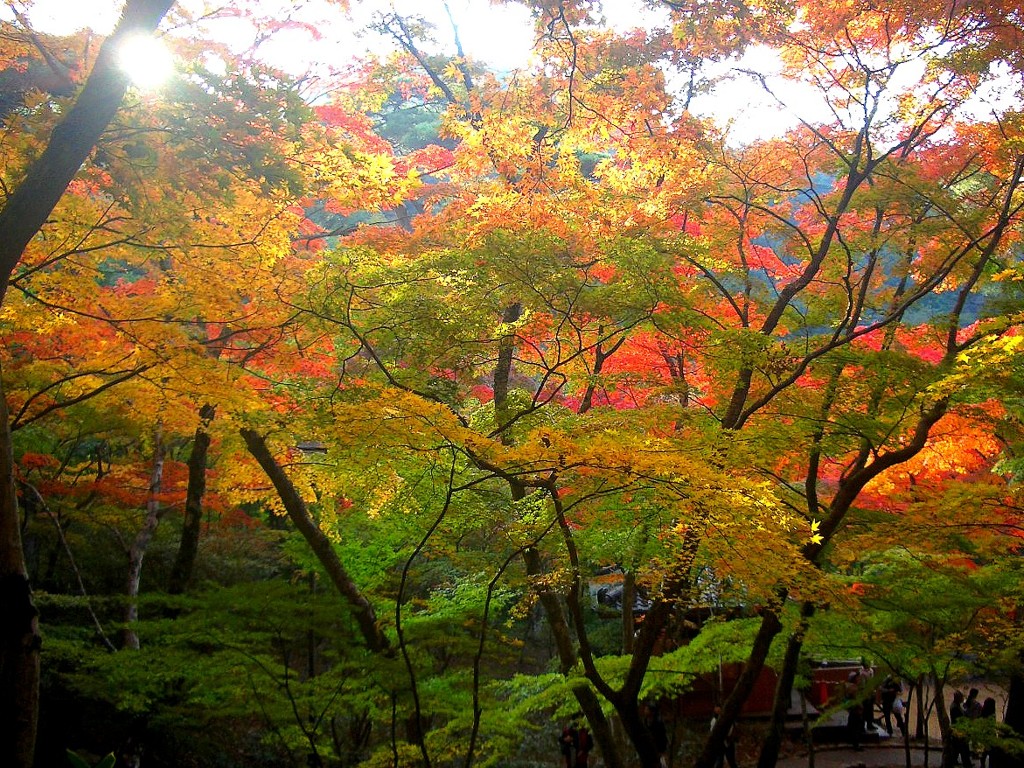 瑞宝寺公園2010紅葉