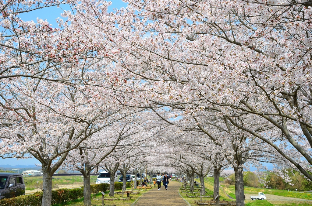 おの桜づつみ回廊 (5)