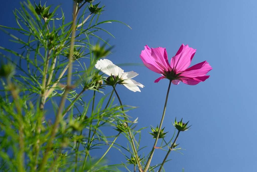三田市のコスモス (2)