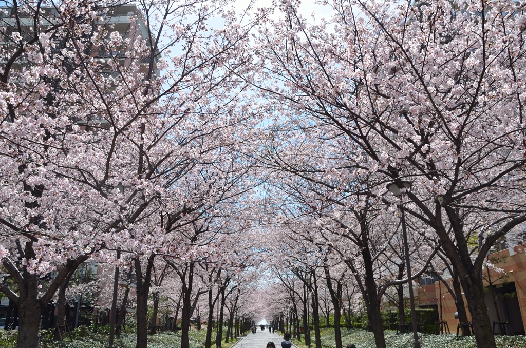 西宮の桜並木2016 (2)