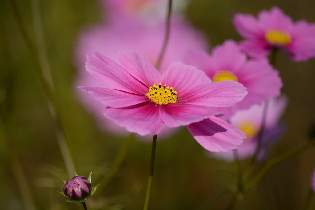 三田市のコスモス (3)