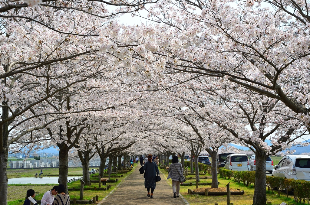 おの桜づつみ回廊 (7)