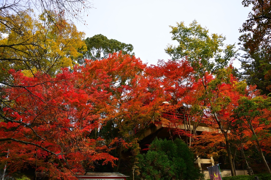 雲龍院2019秋 (1)