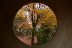 妙見の森の紅葉