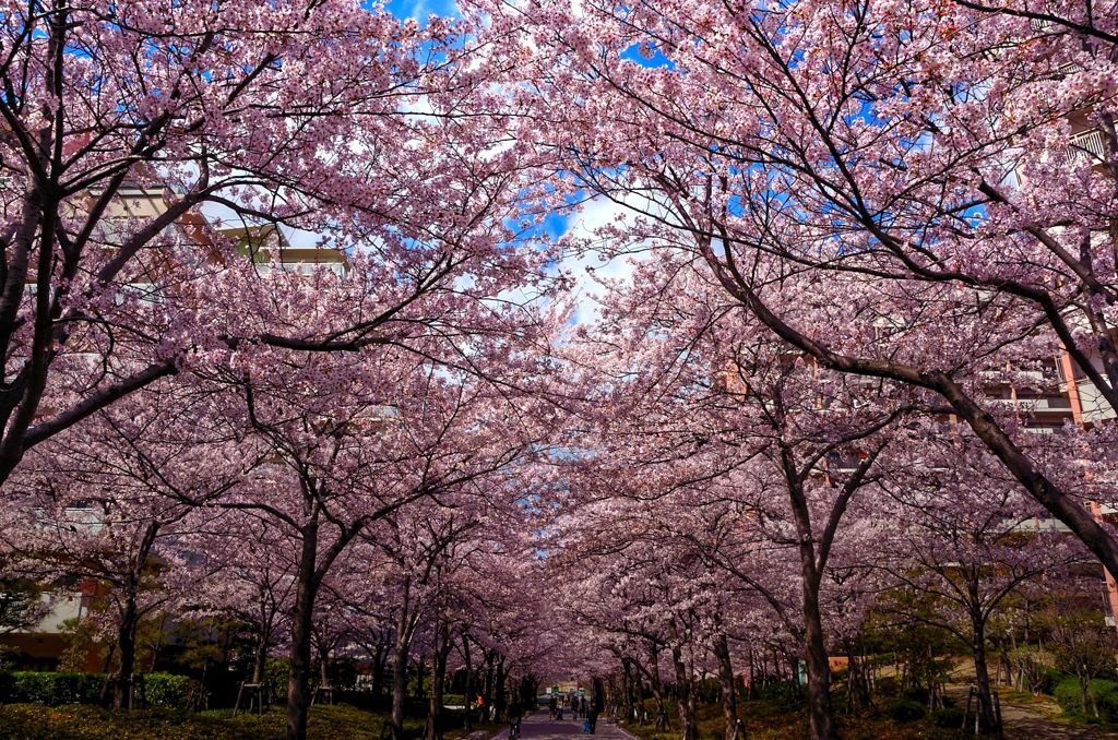 桜満開