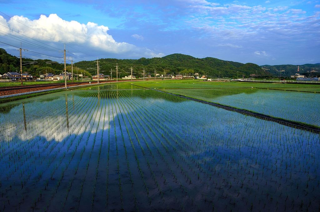 水入れ時期