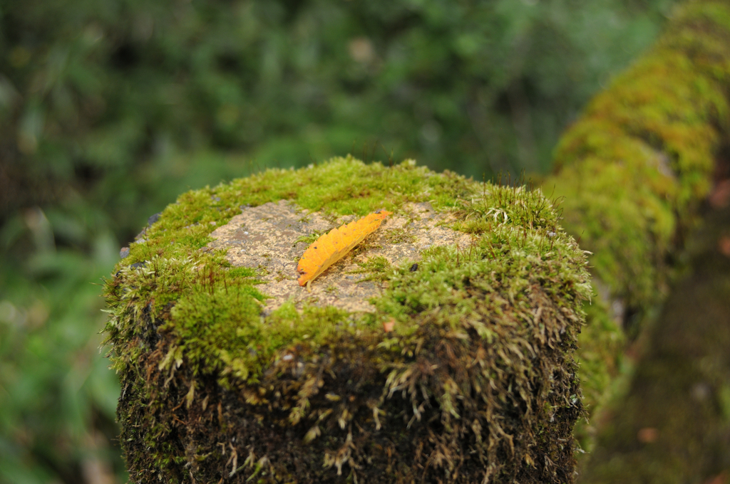 オールドレンズ試し撮り