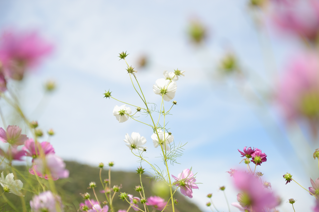 2025年コスモス２