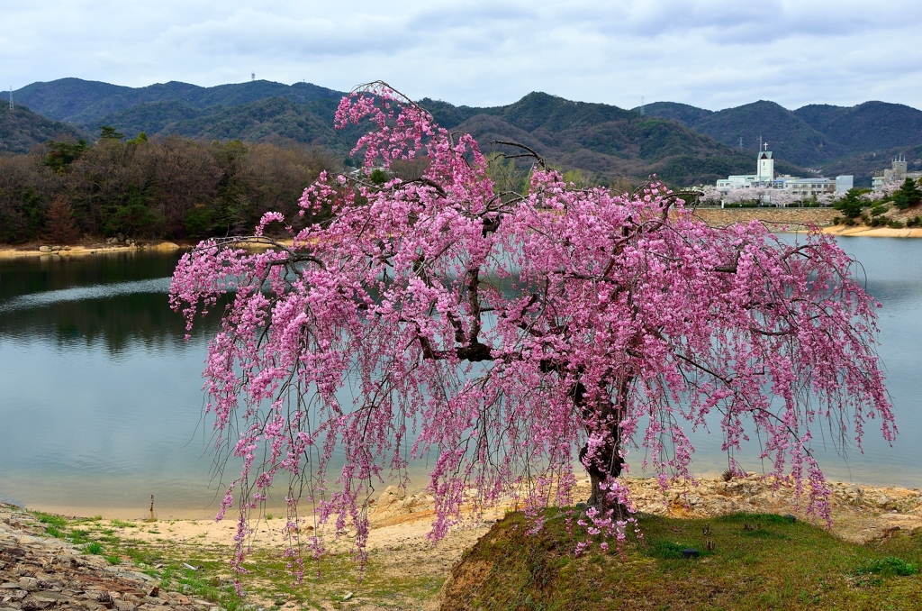 枝垂れ桜