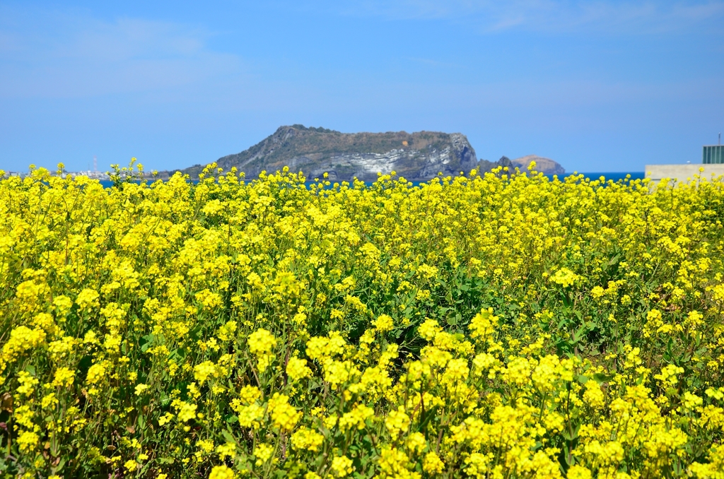 城山日出峰 (1)