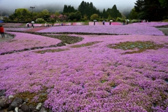 花のじゅうたん　雨の日 (2)