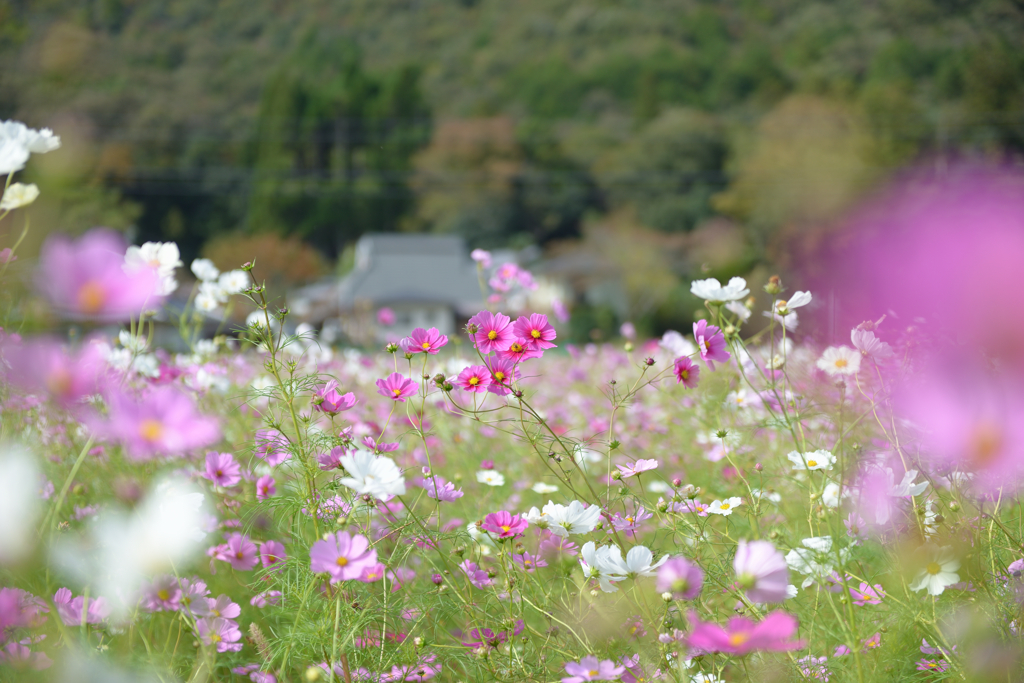 2025年コスモス１