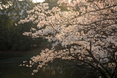 夙川の桜 (4)