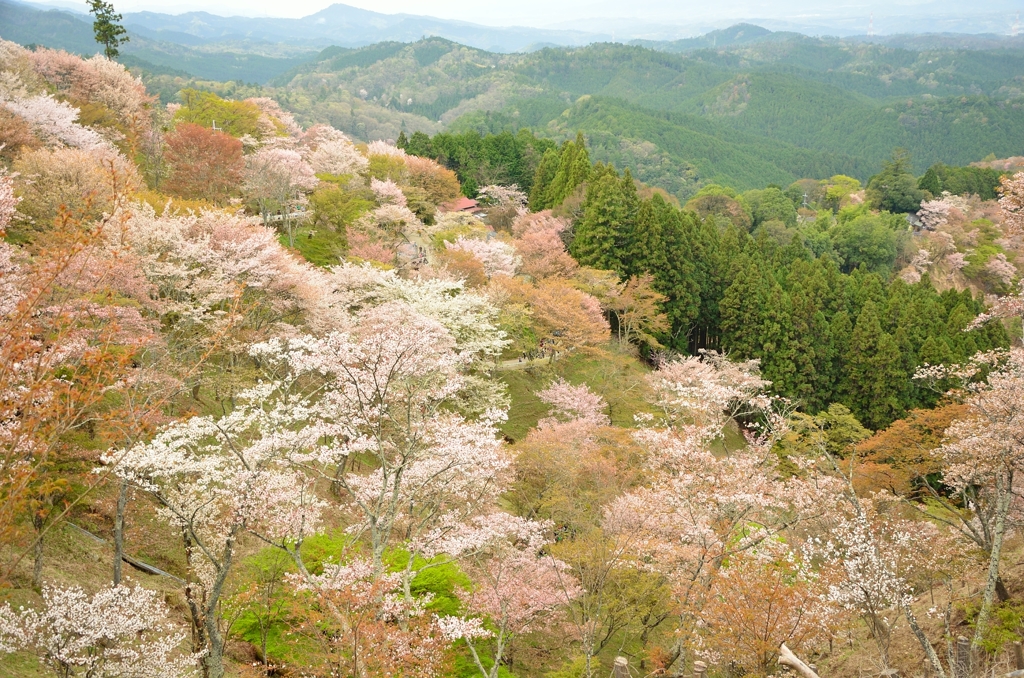 吉野の桜 (2)
