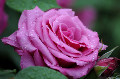 薔薇