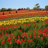 チューリップ畑 (5)