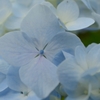 紫陽花 (1)