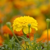 花畑 (2)