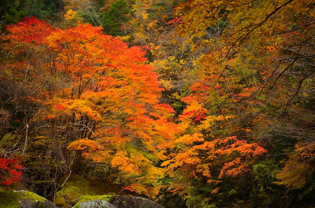 秋色に染まる