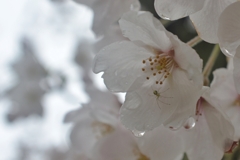 雨の日の桜 (3)