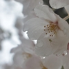 雨の日の桜 (3)
