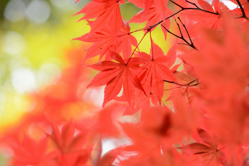 東福寺の紅葉2022