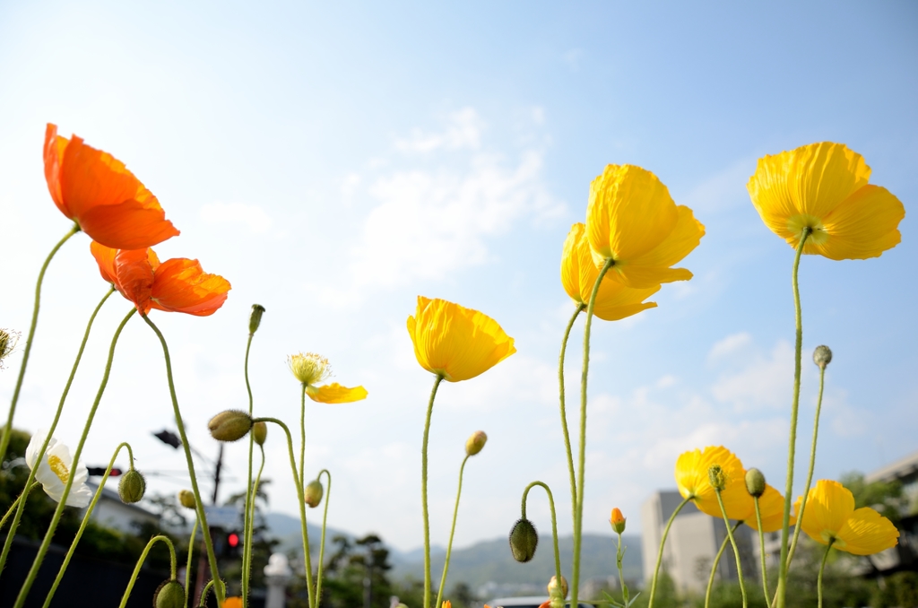 都会に咲く花