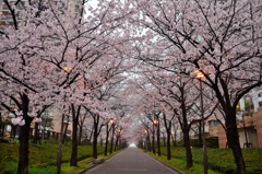 桜並木2017