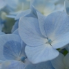 紫陽花 (2)