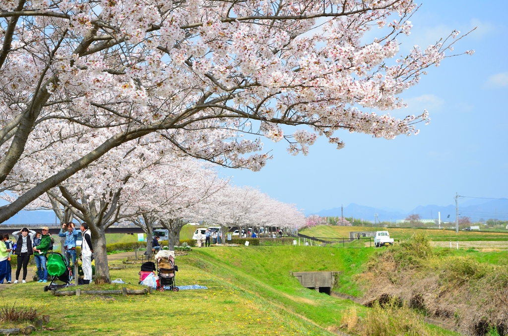 おの桜づつみ回廊 (6)