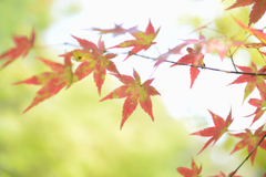 母子大池2025秋 (1)