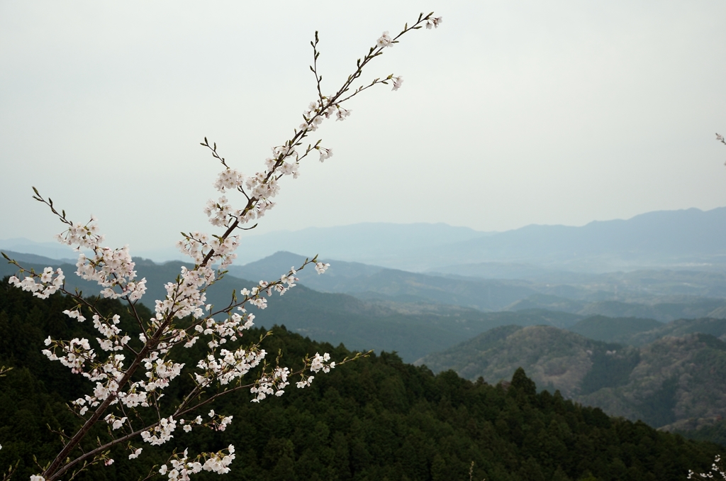 吉野の桜 (3)