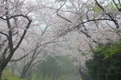 さくら雨の日に (1)