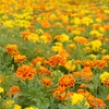 花畑 (1)